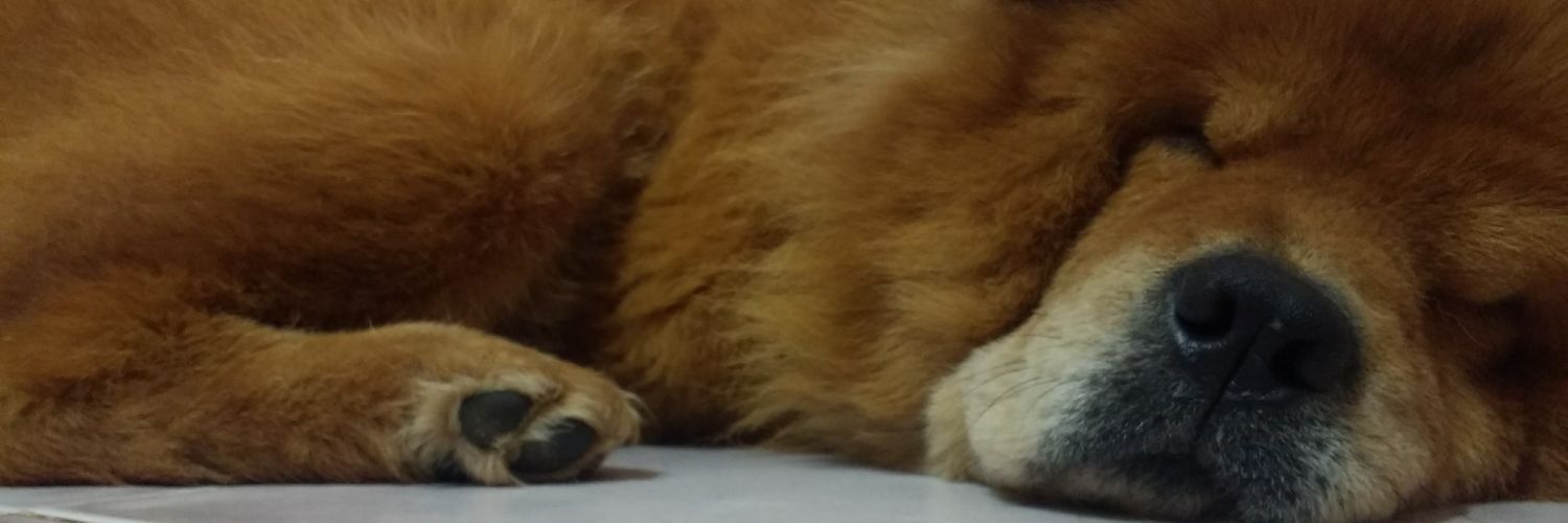 maricampra98's profile banner image