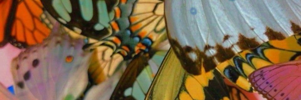 loomimaroo's profile banner image