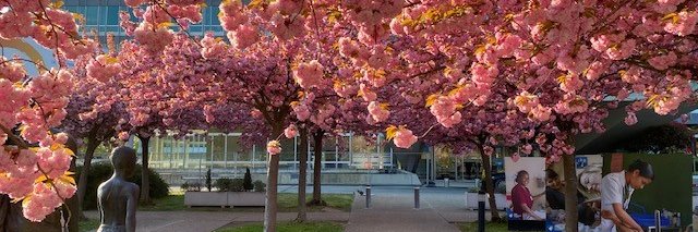 Allison Colbert banner