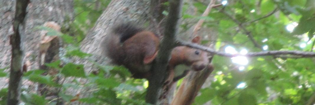 日本のラジオ banner