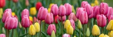 Pink Tulip SkinArmour banner