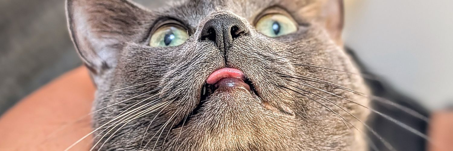 Tushy_Face's profile banner image