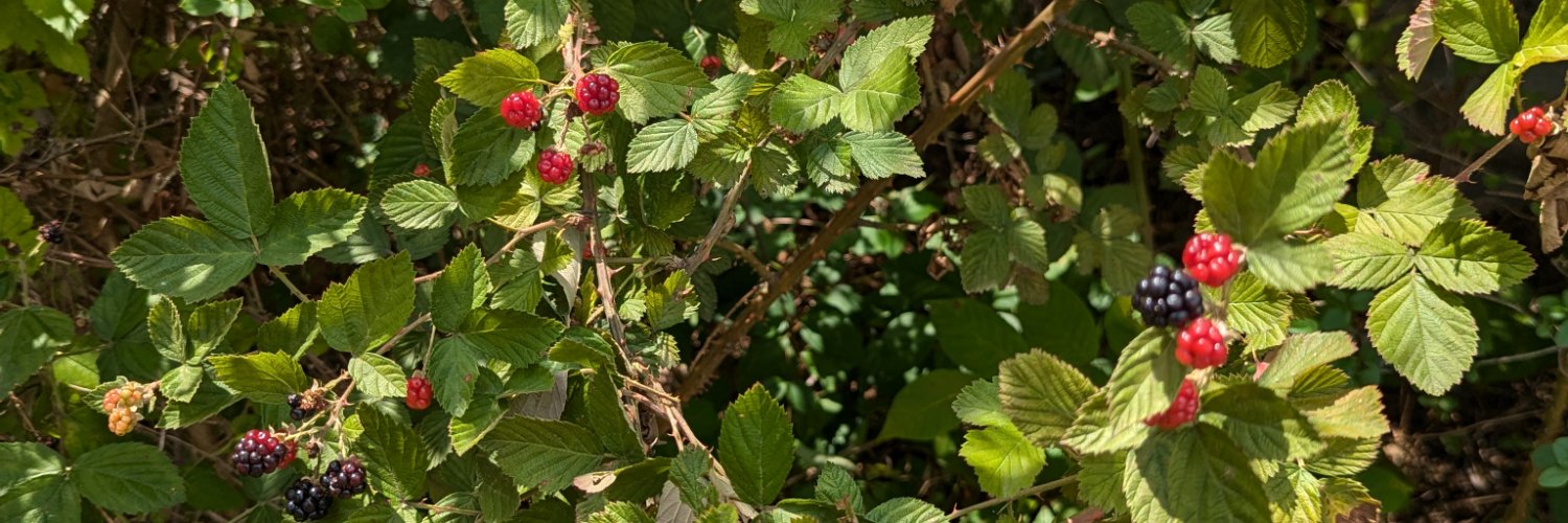 CupOJoseph's profile banner image