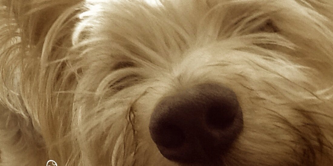 Flor0110's profile banner image