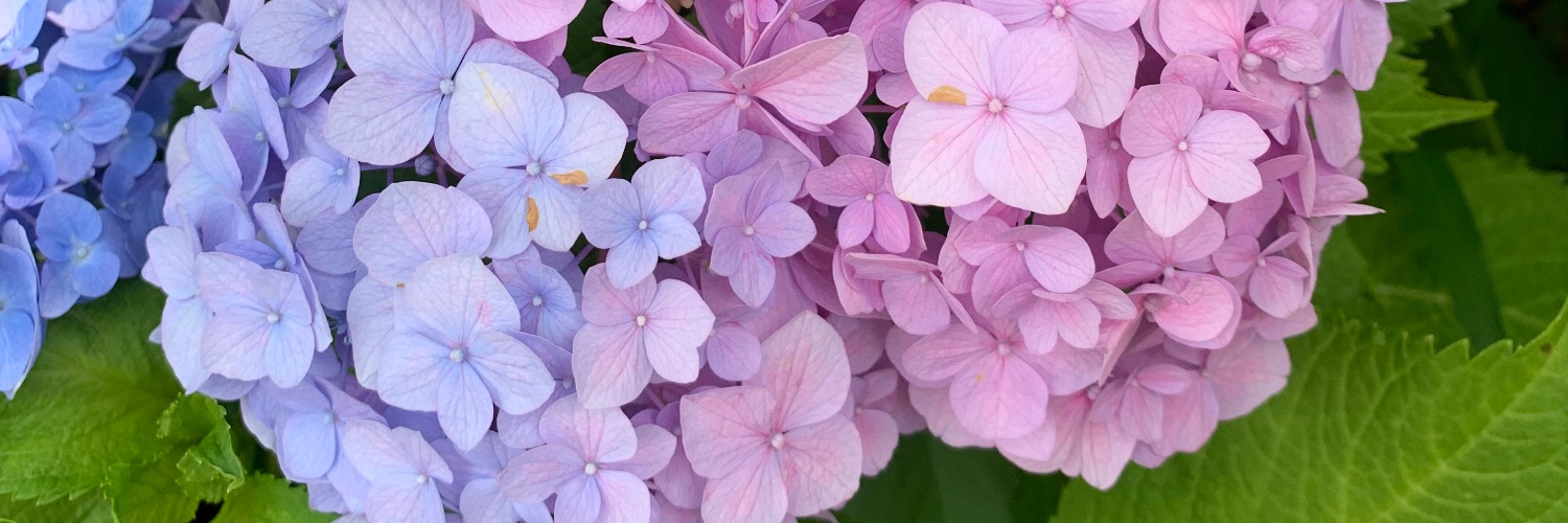 ヒロ banner
