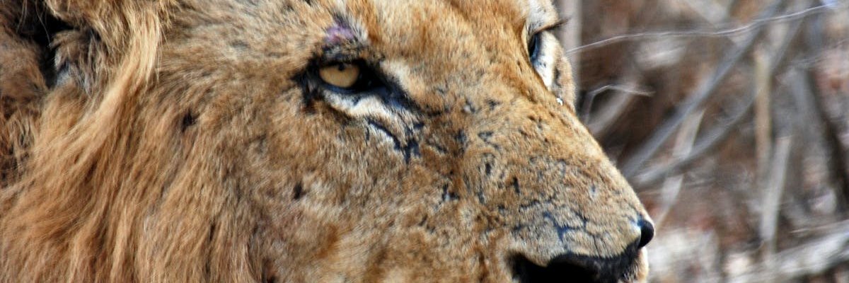 luiseloi's profile banner image