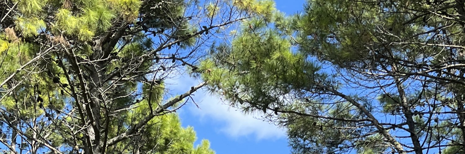 carohache_'s profile banner image