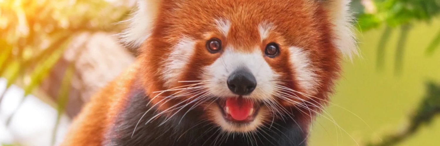 Red Panda banner