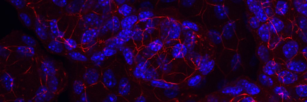 Reichert Lab's banner