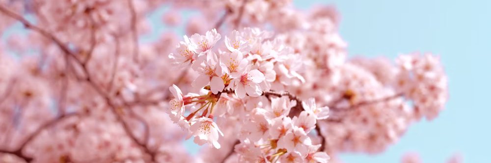 flowsynchronomy🔞 banner