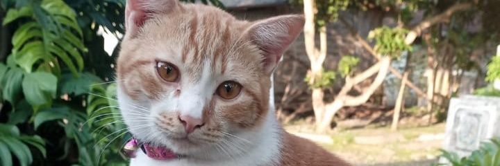 zhoguna76's profile banner image