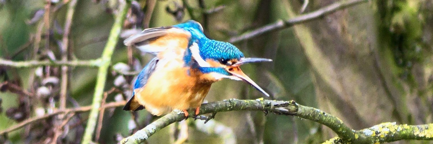 Kingfisher voorheen Luc's banner