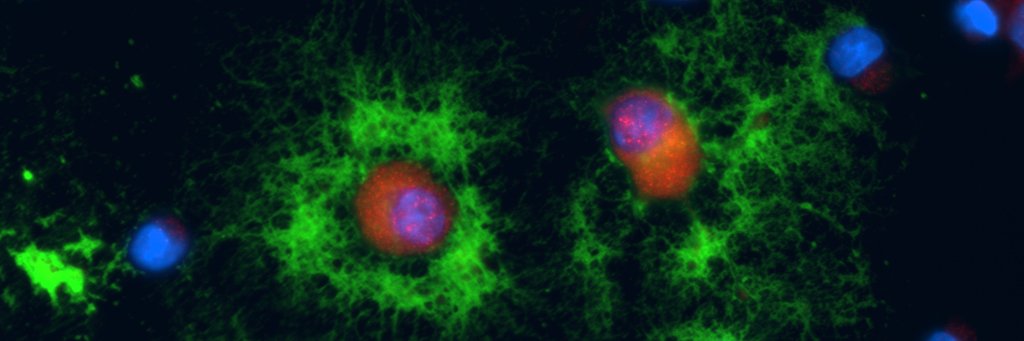 GrinspanLab's profile banner image