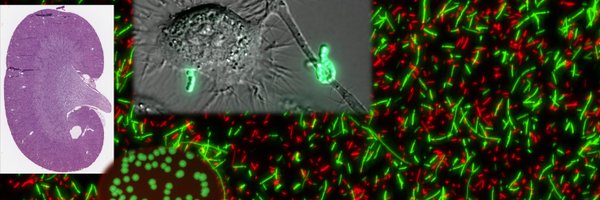 TheSullivanLab Profile Banner