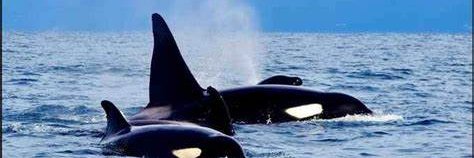 NFT Whale Pod banner