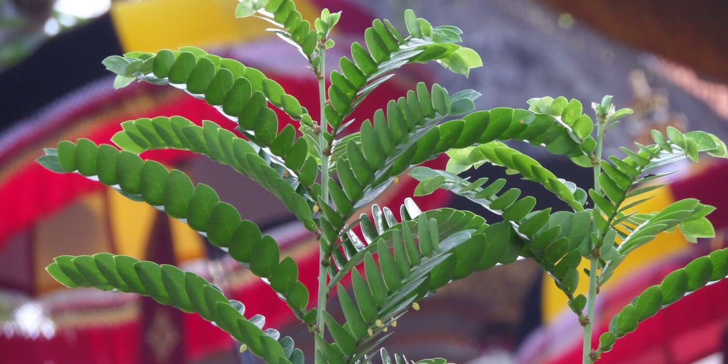 Karl Sheldon 💙💛 banner