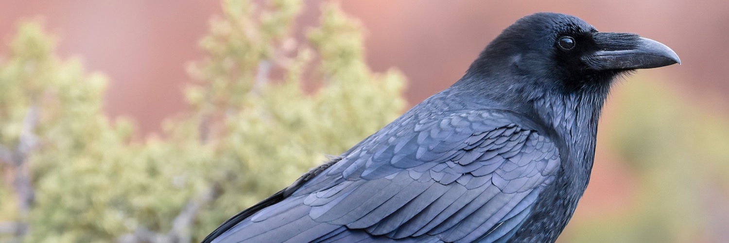 Aristue's profile banner image