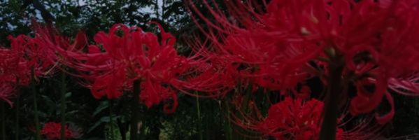 Midas_hellsing's profile banner image