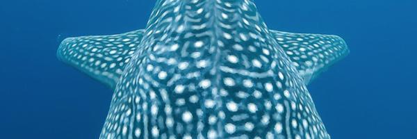 lamaveresearch Profile Banner