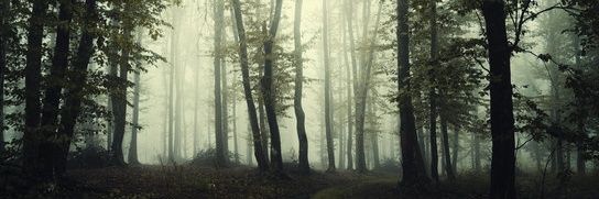 𝓽𝓱𝓮 𝓭𝓸𝓬𝓽𝓸𝓻 —— banner