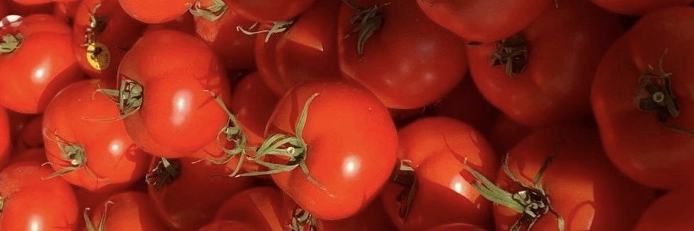 lextomato banner