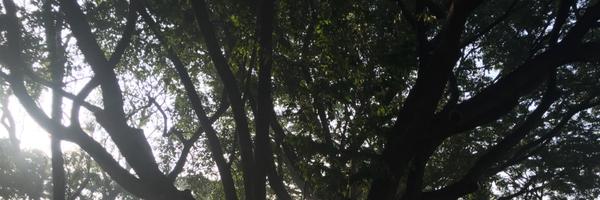 priyachettyr Profile Banner