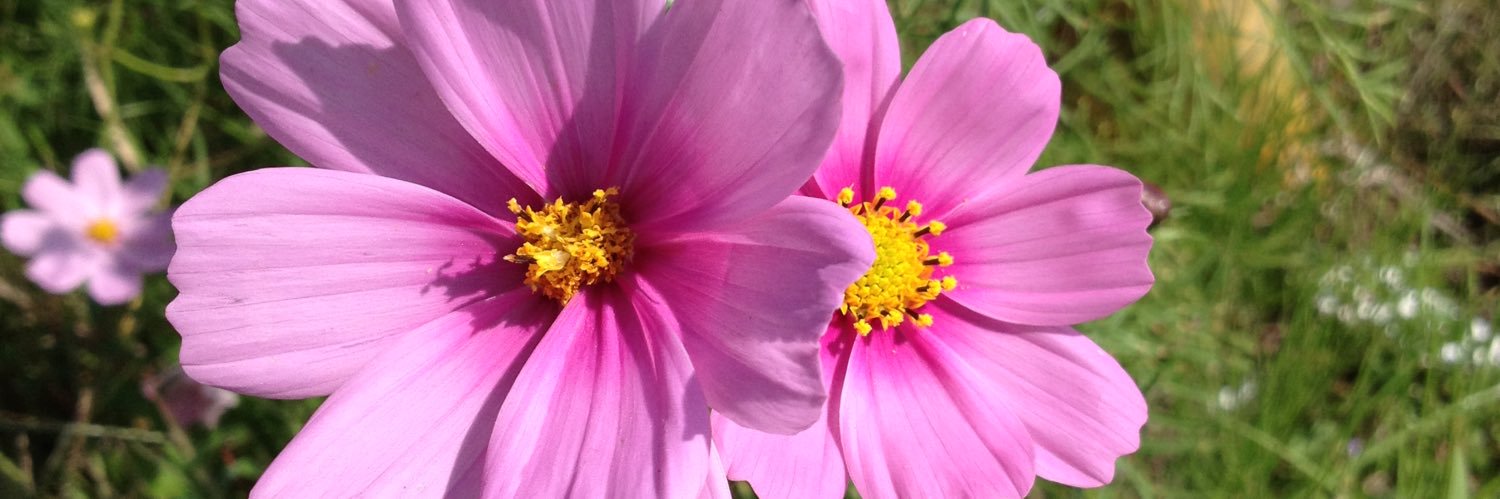 412128730I's profile banner image