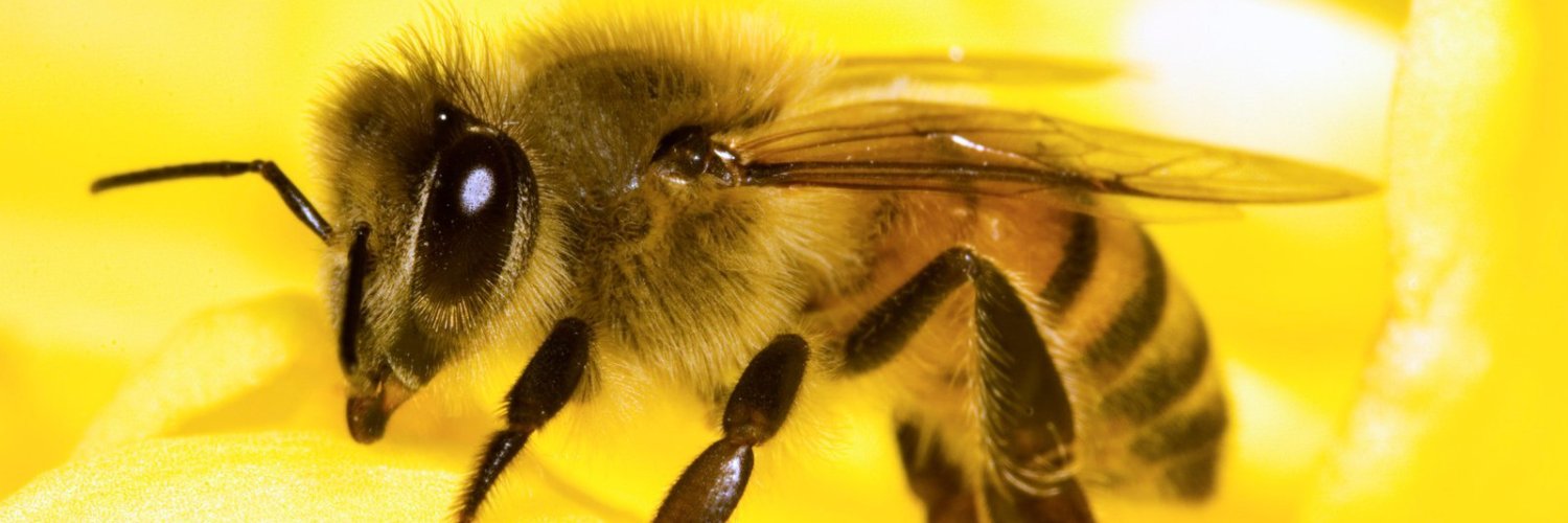 Erick Bee 🐝 banner