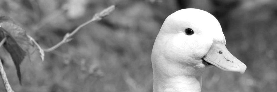 PolyCube 🦆 banner