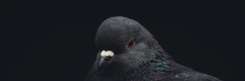 Dan Kirschbaum banner