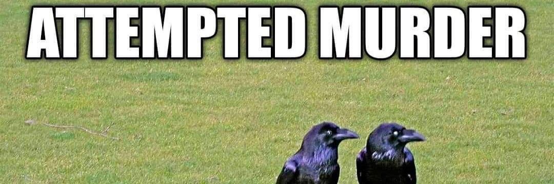 Morgan J Tempest #YESSINGWOOD banner