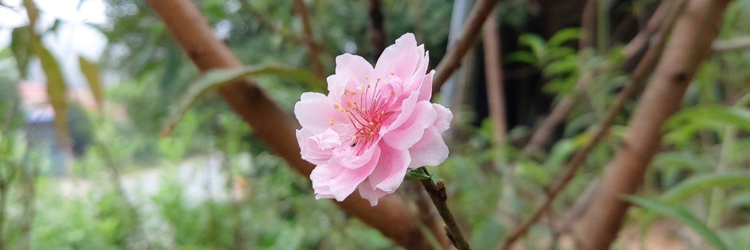 đào thị hường banner