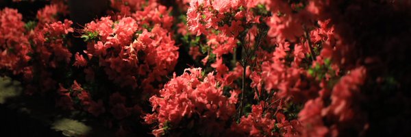 yaharinekota Profile Banner