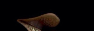 elliomblog's profile banner image