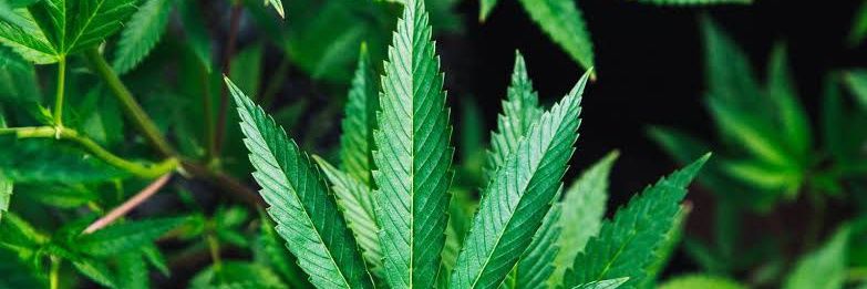Kiss420 banner
