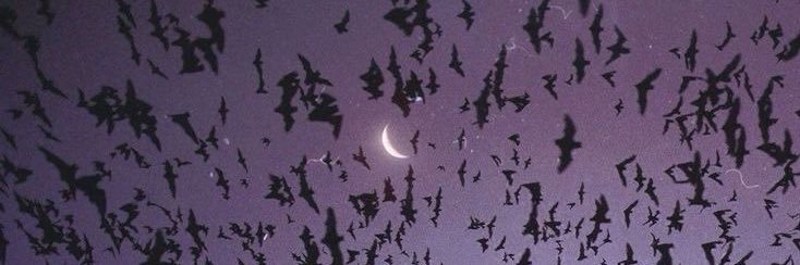 bexnocturna's profile banner image
