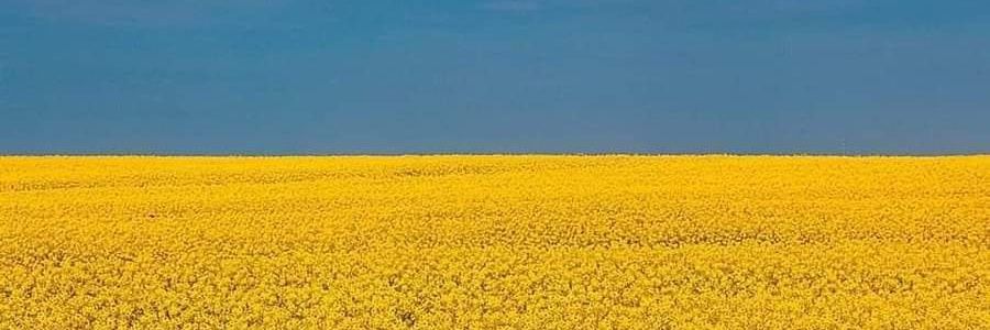 cdamian's profile banner image