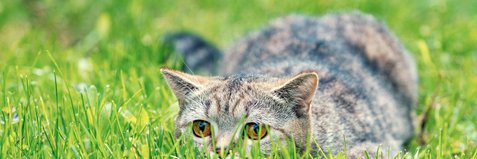 狩りする家猫　Jagdcatzen banner