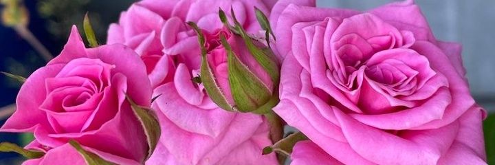 MARIA CASANOVA🌹🌹🌹🌹🌹🌹🌹🌹🌹🌹🌹🌹🌹🌹🌹🌹🌹🌹's banner