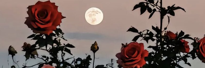 nlspro's profile banner image