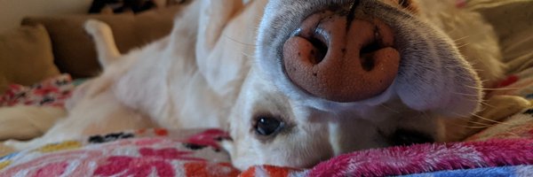 hankster_the Profile Banner