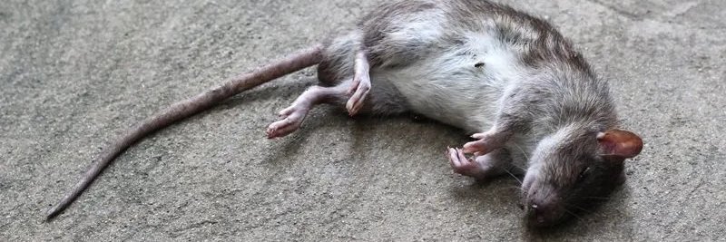 Caçador de Rato de Sergipe banner