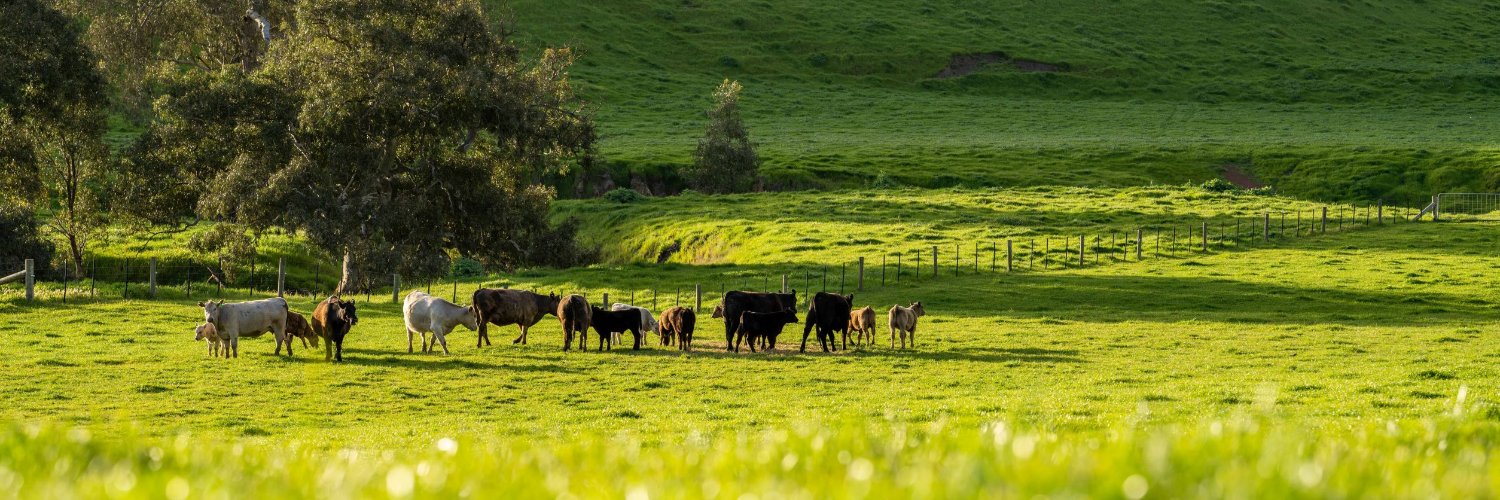 Cattle Australia's banner