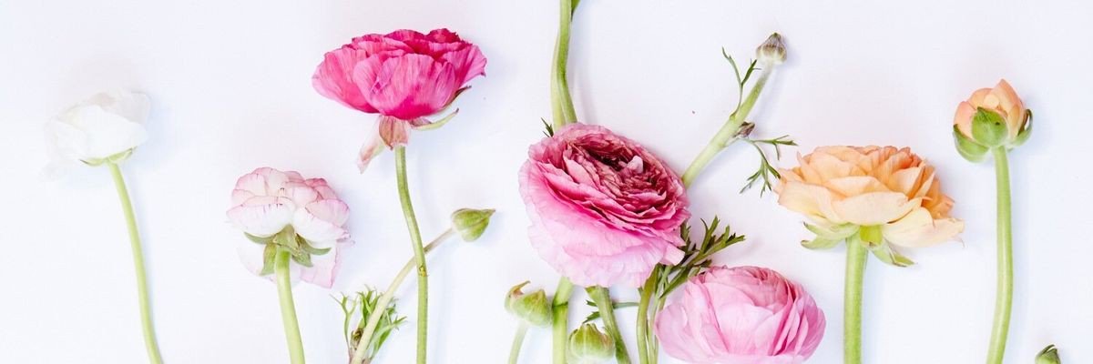 KLeesCA's profile banner image
