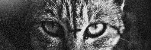 Sneakybadness's profile banner image
