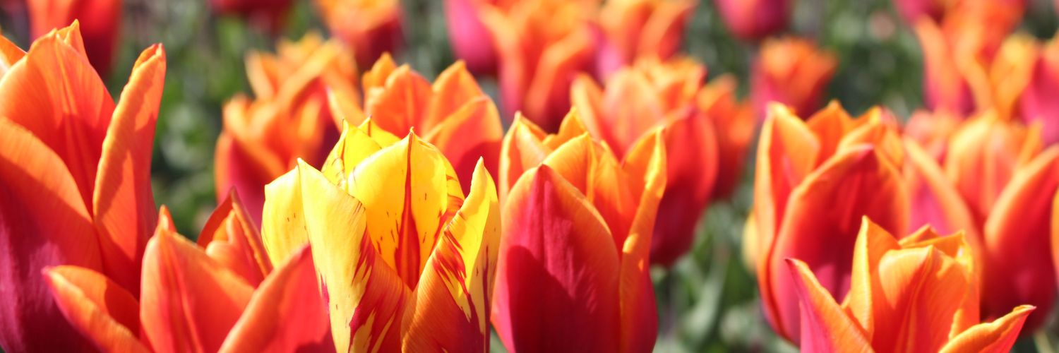 JHT 🏴󠁧󠁢󠁳󠁣󠁴󠁿 💐 banner