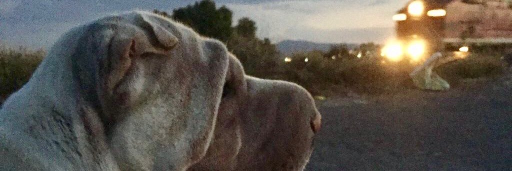 Christopher_ZC's profile banner image