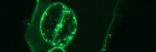 cecicermesoni's profile banner image