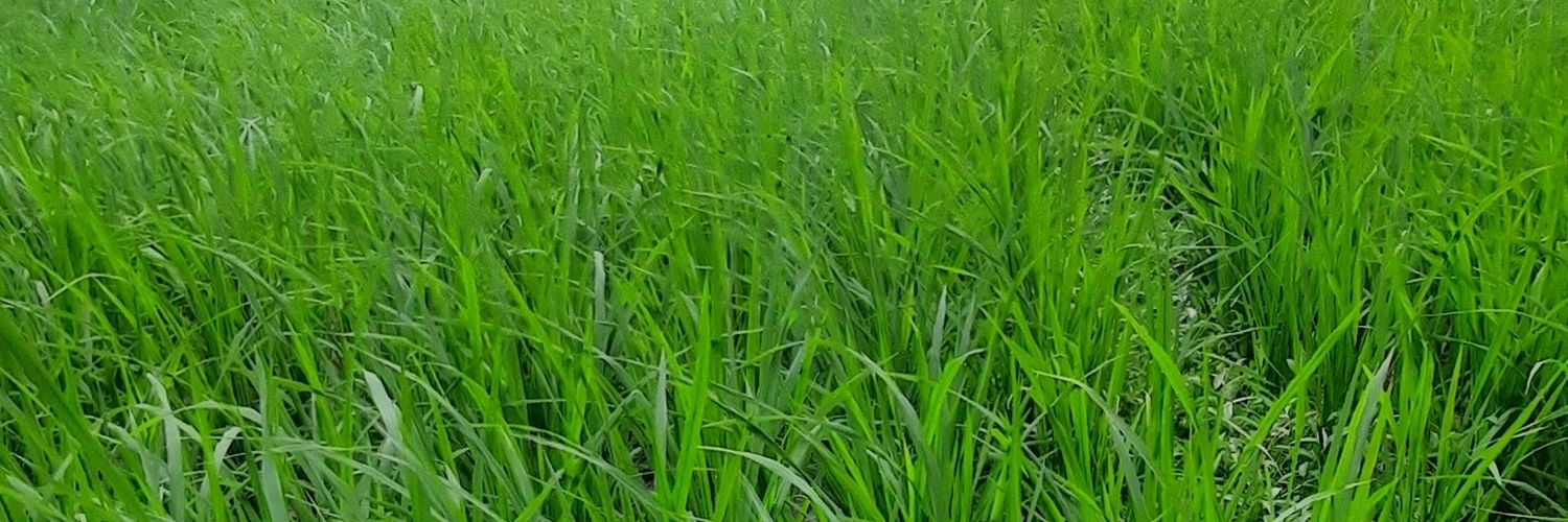 tahubulet 💙💙💙 banner