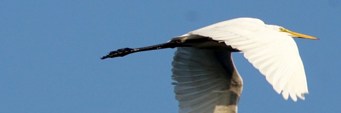 yashtwits's profile banner image